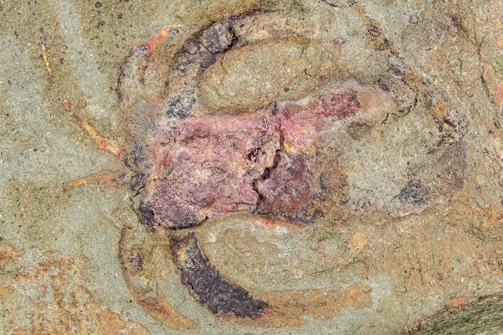 Soft-Bodied Marrellomorph (Furca) Fossil - Fezouata Formation #233530
